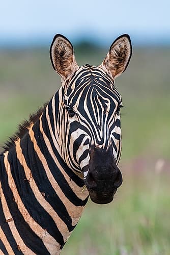 Portrait of a plains zebra looking at the camera Voi-Tsavo-Kenya Nature Print